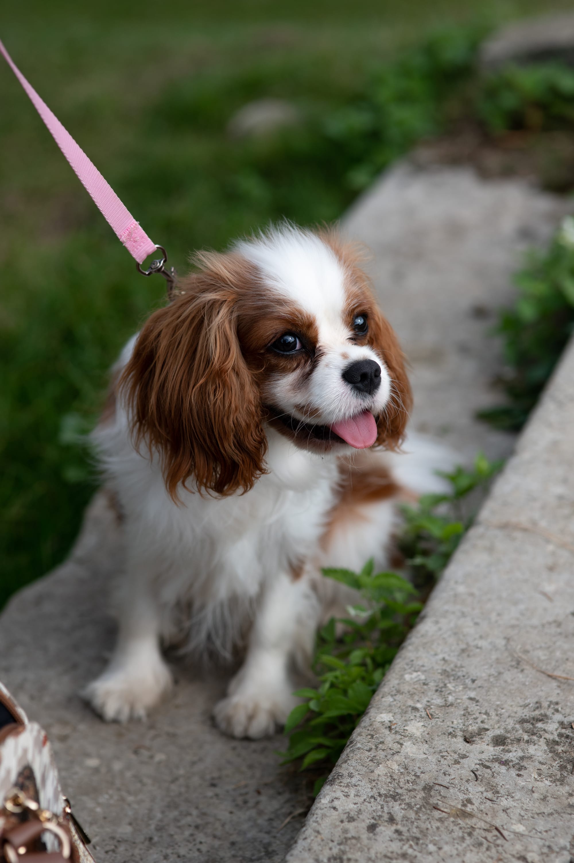 Dog and Owner Photoshoots