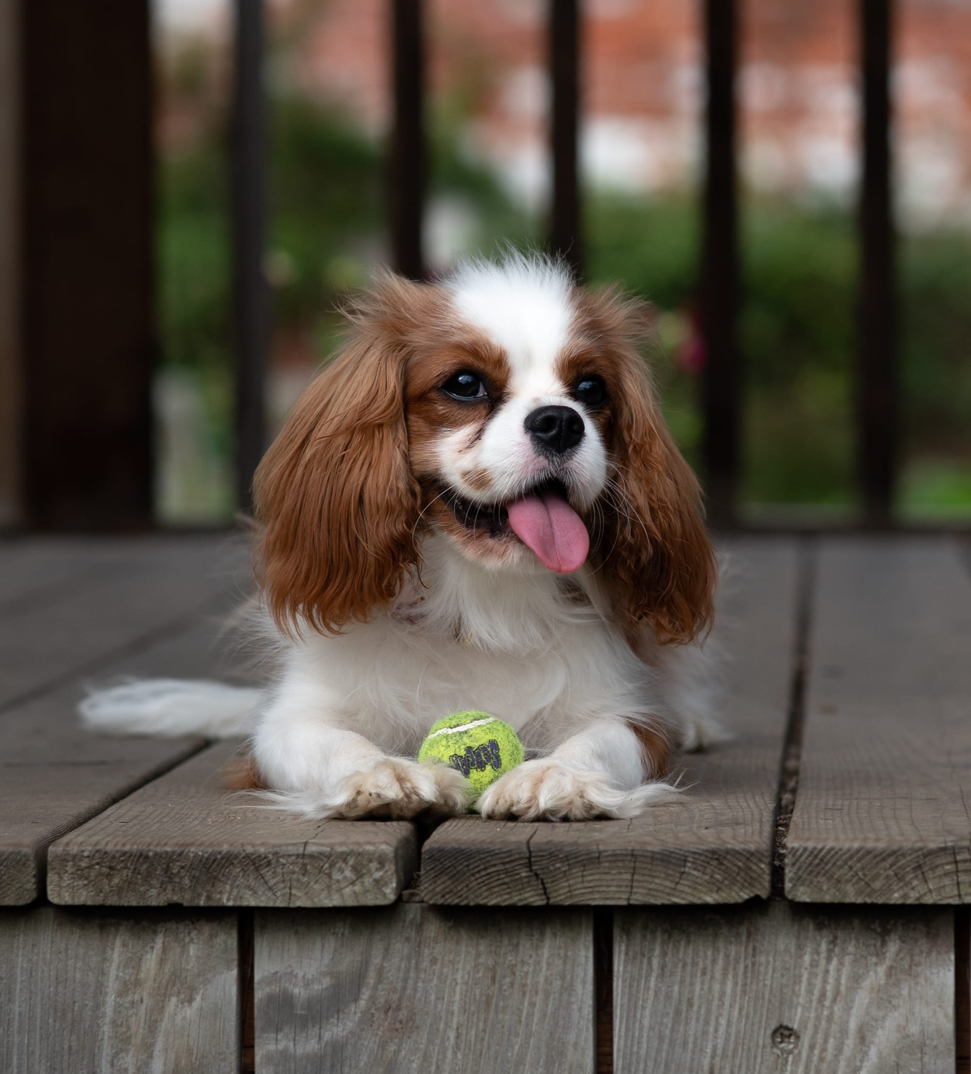 Dog and Owner Photoshoots