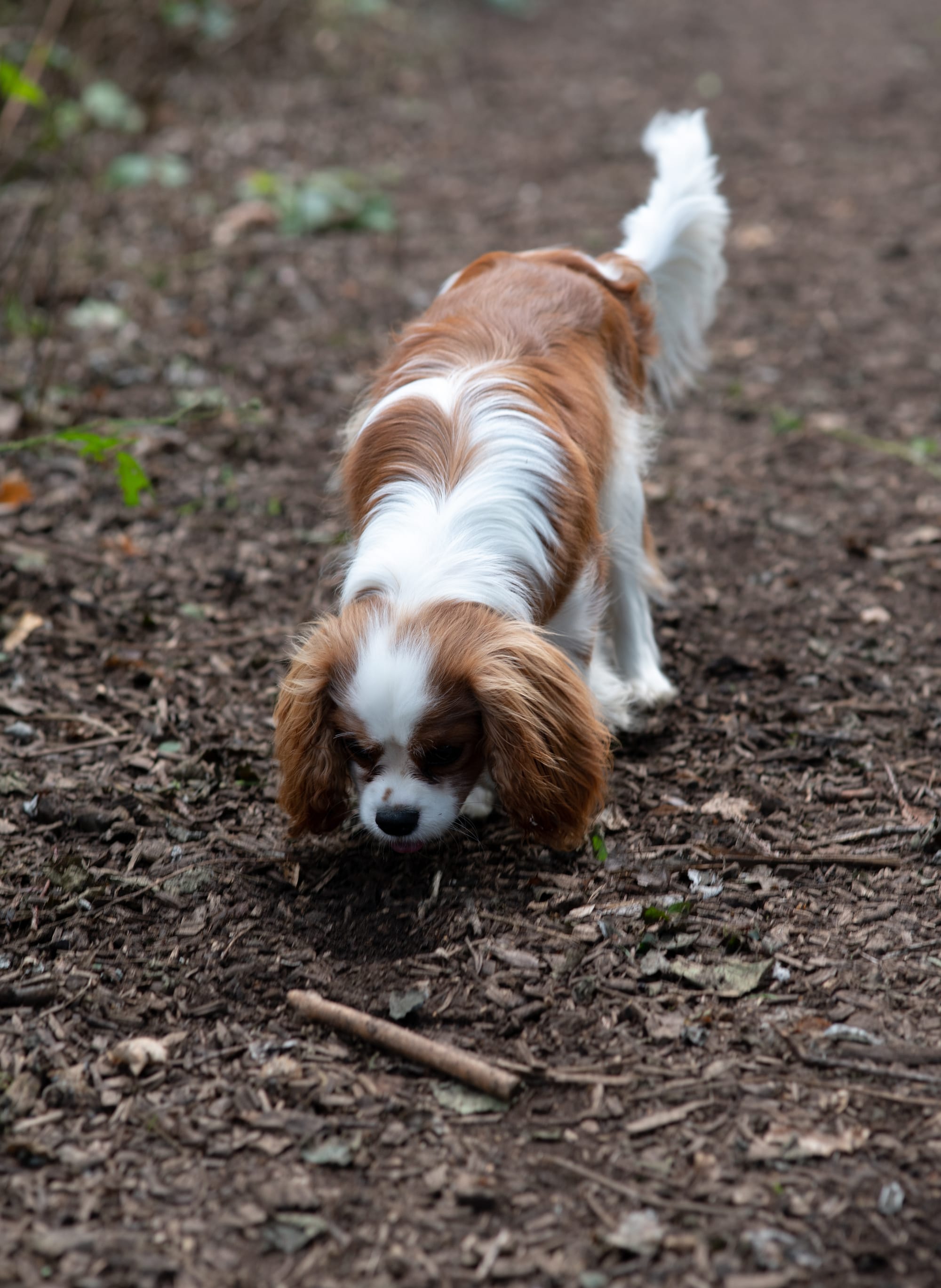 Dog and Owner Photoshoots