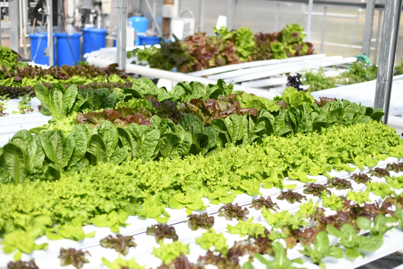Ask us about how we can boost your hydroponic or aeroponic system!