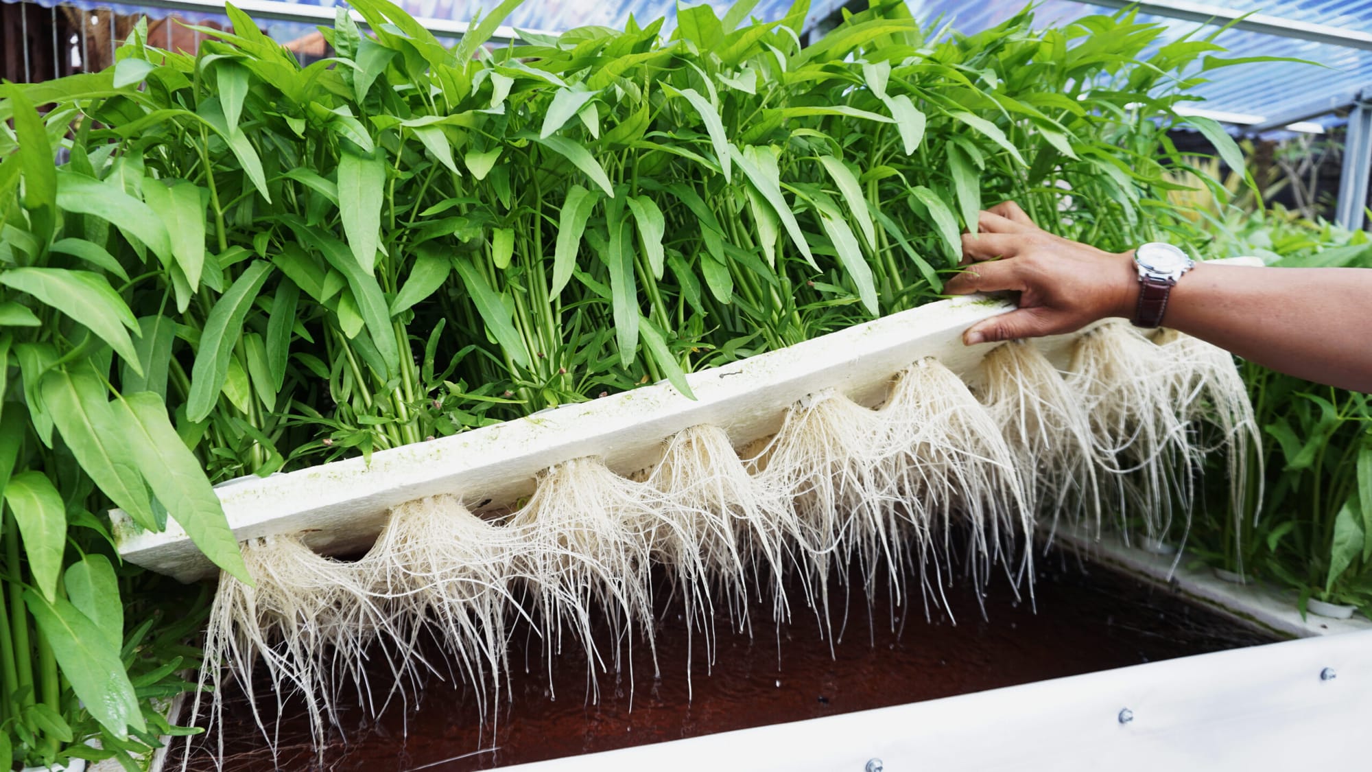 Ask us about how we can boost your hydroponic or aeroponic system!