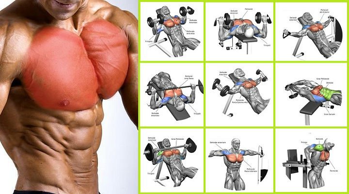 Chest