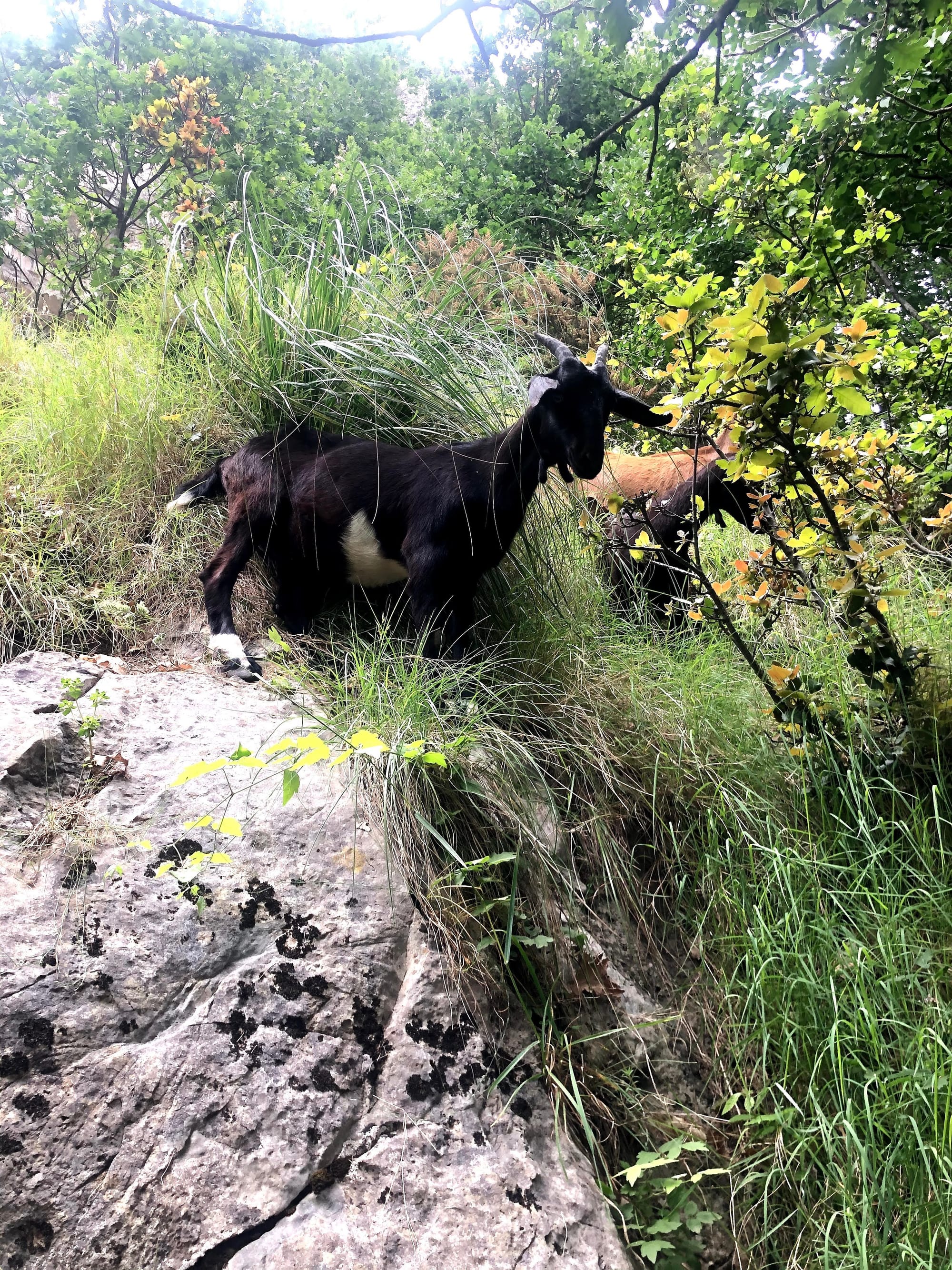 Mountain goats on the Path of the Gods