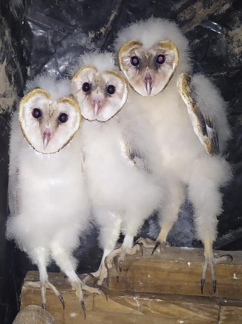 Las lechuzas, nuestras aliadas blancas