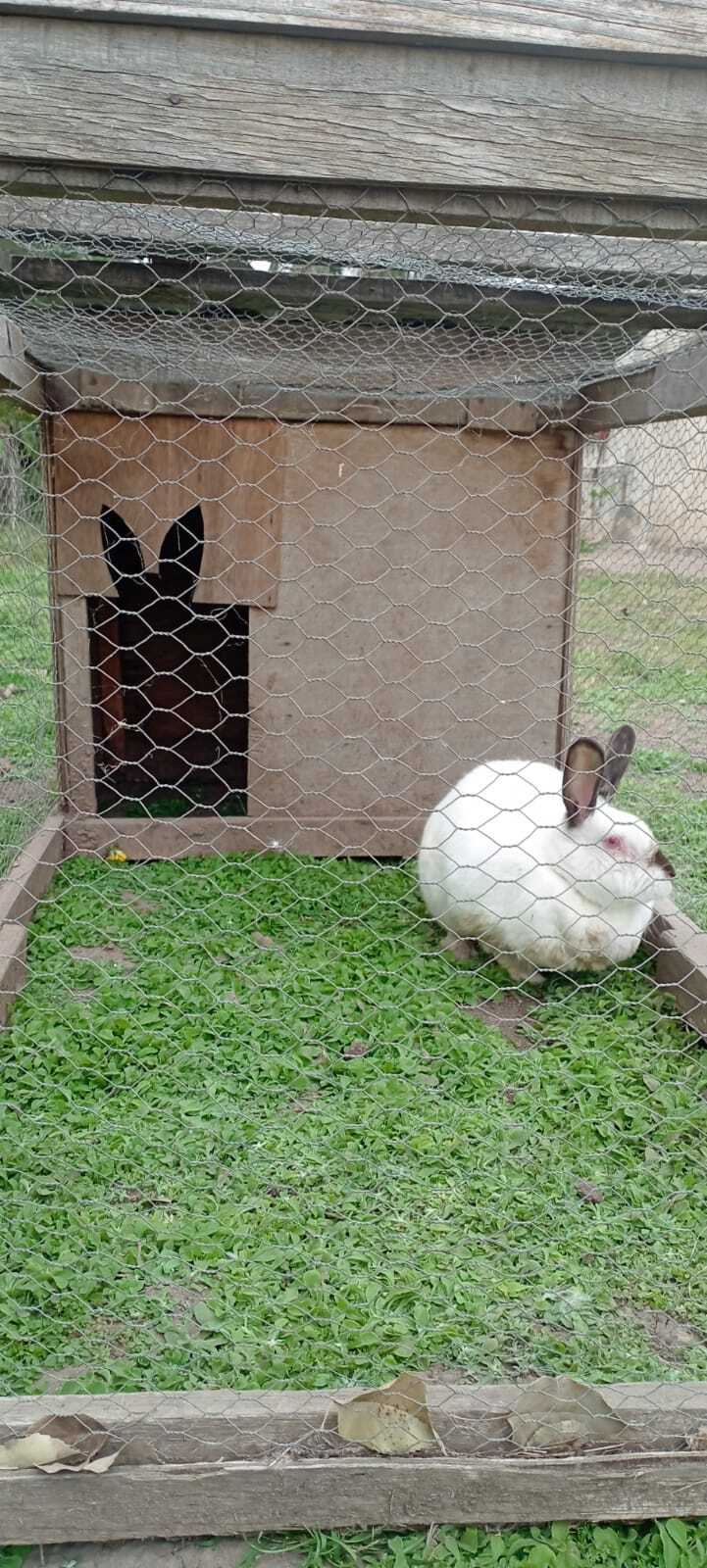 Historia de la coneja Winter