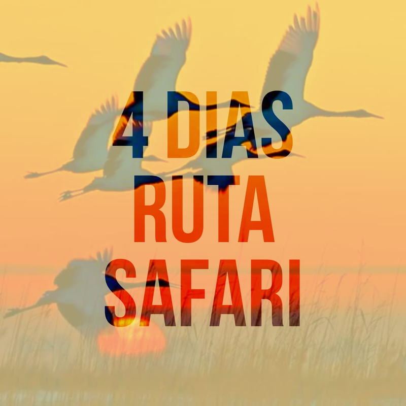 Ruta Safari Mayo