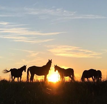 Atardecer llanero a Caballo