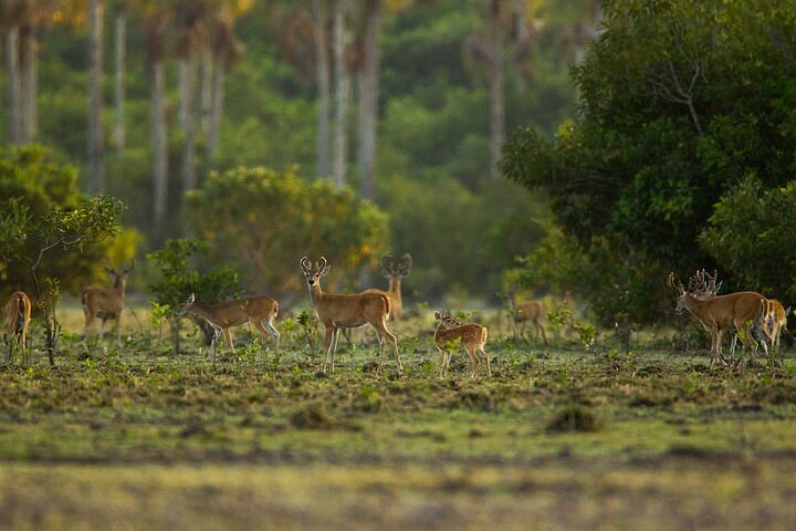 Pasadía Safari Llanero Hato Sur