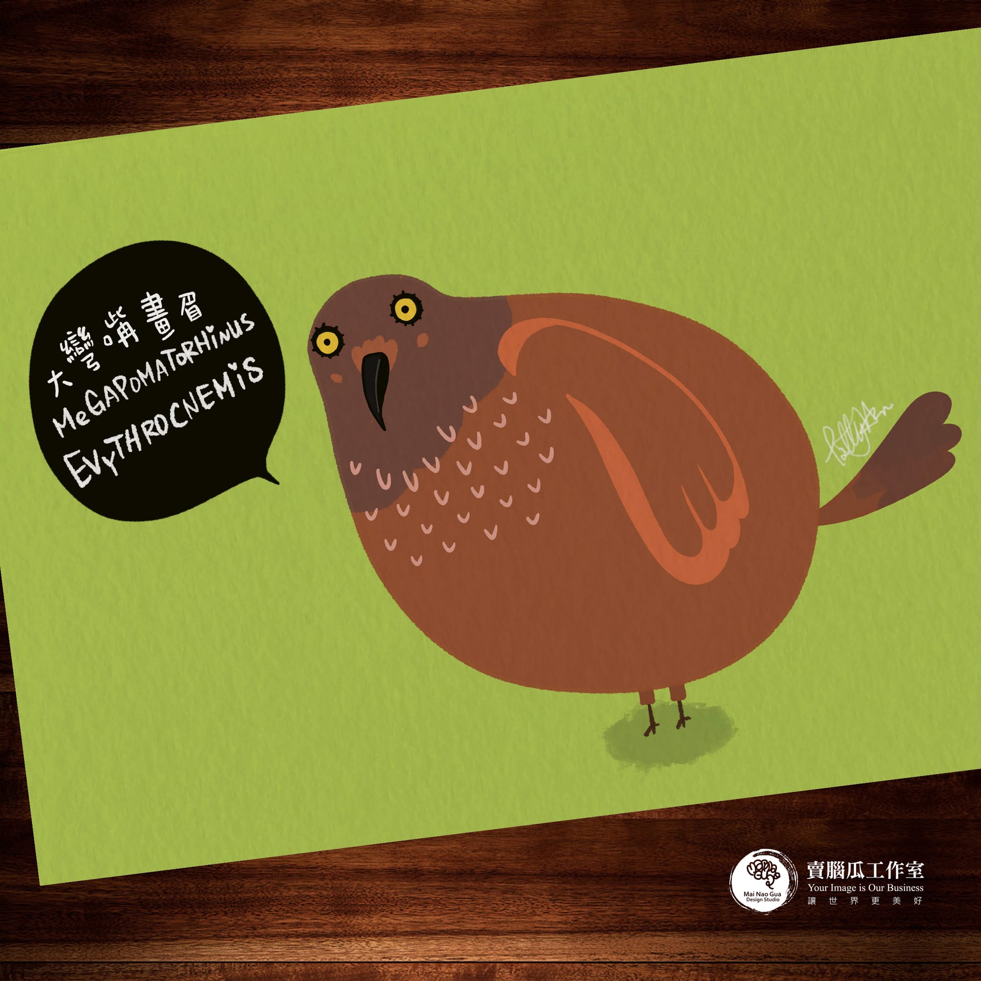 台灣特有種鳥類