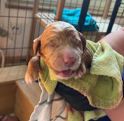 ❤️ 1. Luckyroots Welpe ❤️