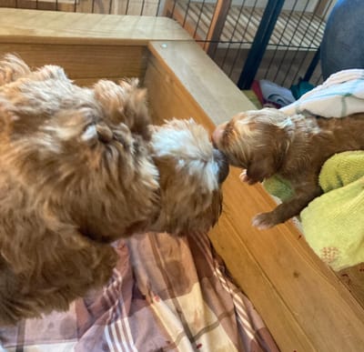 Die ganze Geschichte