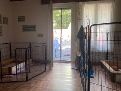 Für Eleni‘s Welpen ist alles bereit!