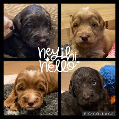 Alle Welpen haben ihren Lebensplatz