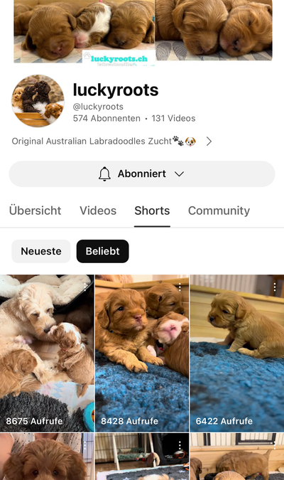 Aktuelle Bilder auf Youtube @luckyroots