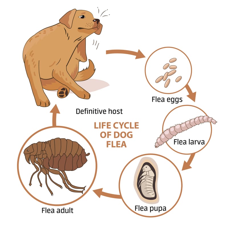 Flea Treatment