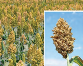 SORGHUM image