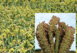 finger millet(கேழ்வரகு) image