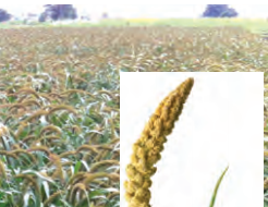 foxtail millet(தினை) image