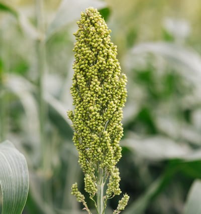 SORGHUM image