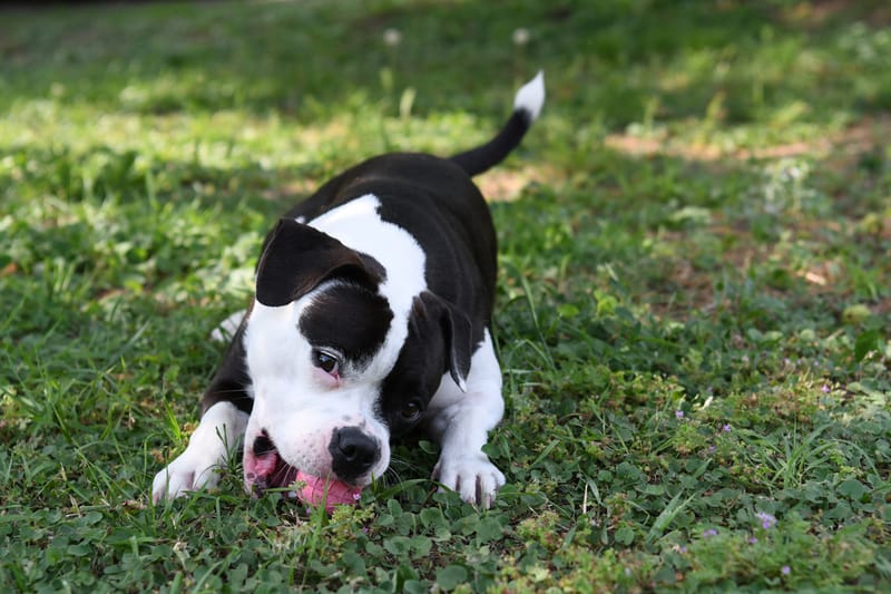 10 FOTO (file digitale) + 1 STAMPA formato 30x40