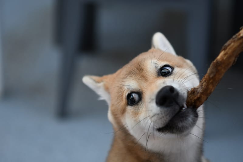 10 FOTO (file digitale) + 1 STAMPA formato 30x40