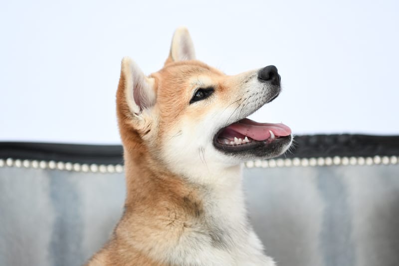 10 FOTO (file digitale) + 1 STAMPA formato 30x40