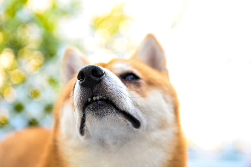 10 FOTO (file digitale) + 1 STAMPA formato 30x40