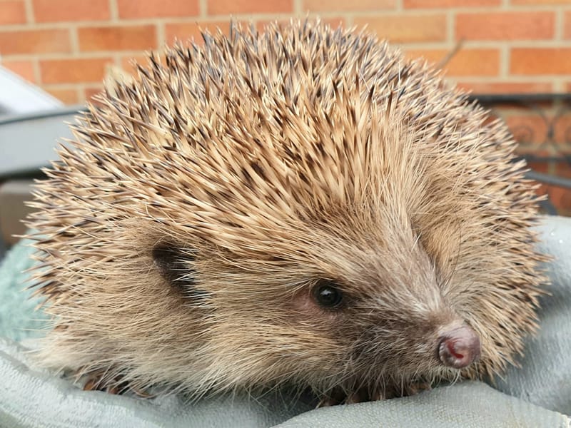 Hedegehog rehabilitation