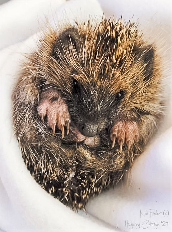 The Pre Christmas Sale