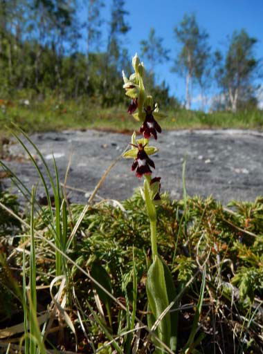 4. mai: «Sjeldne nordnorske planter» image