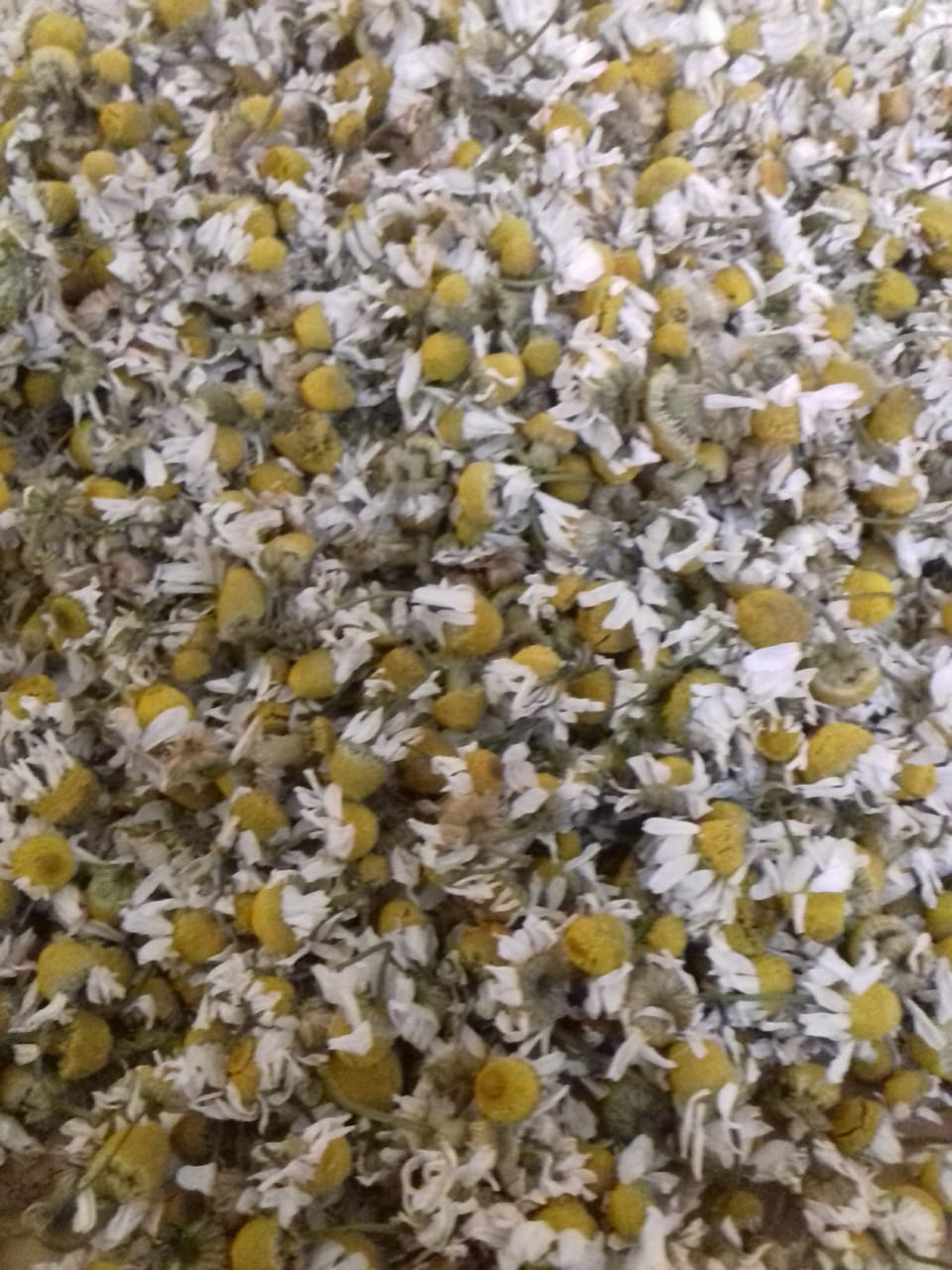 Chamomile