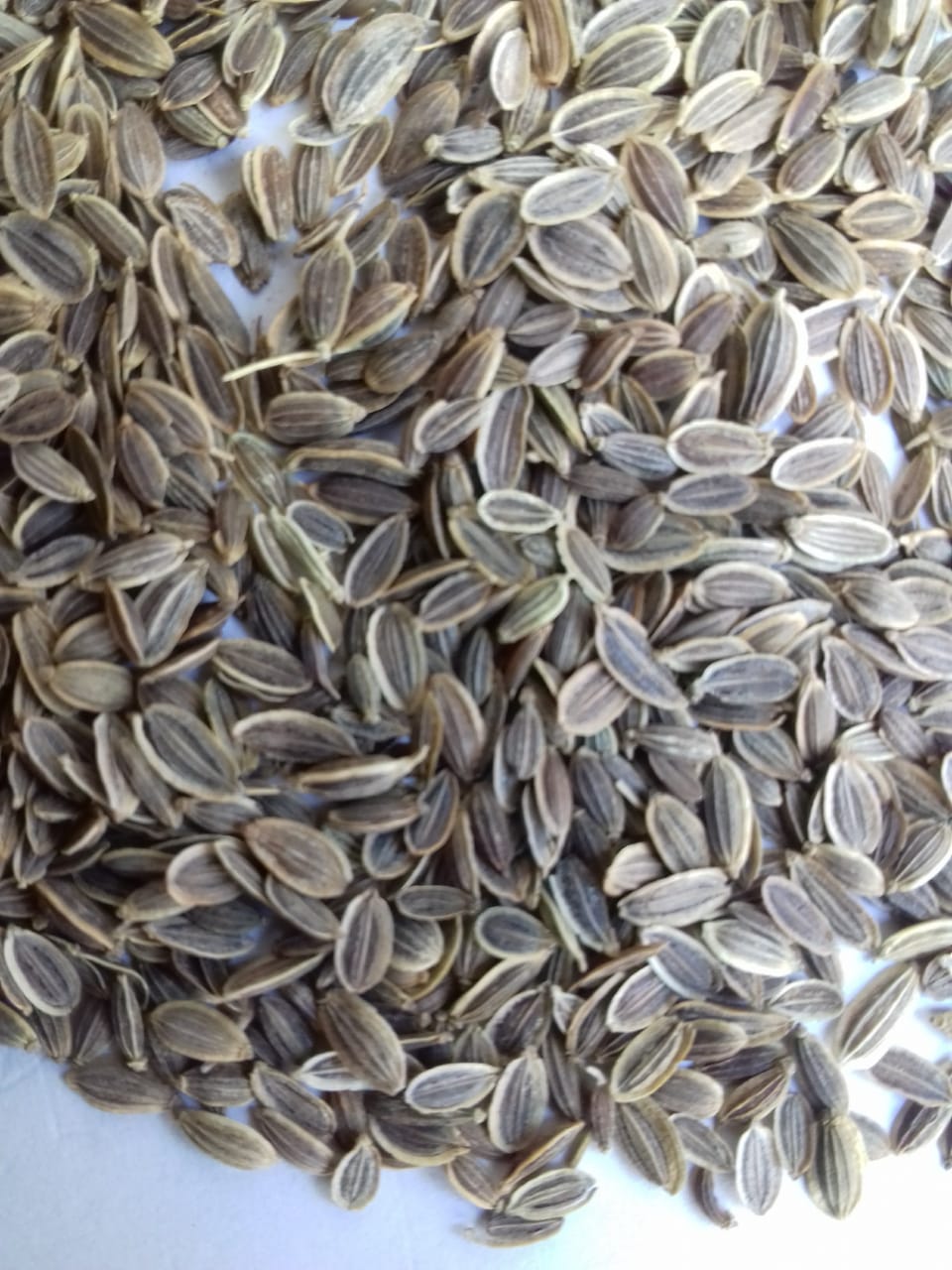 Sunflower Seeds