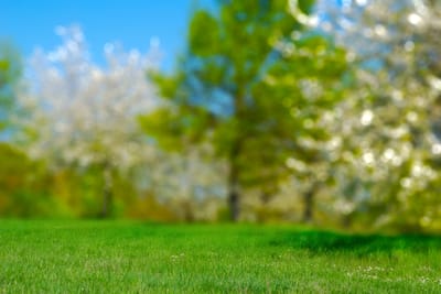 WIOSNA W NATURZE I MEDYCYNIE