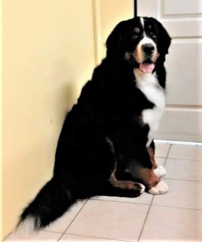 magyarul rólunk image