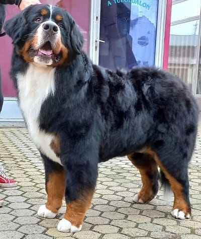 magyarul rólunk image