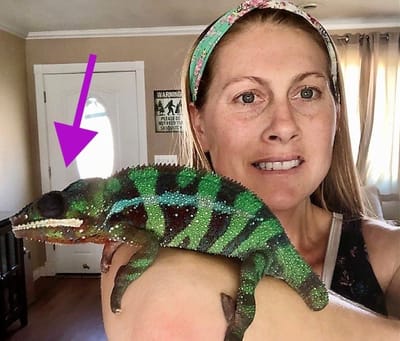 Dr. Pollock&#039;s therapy lizard image