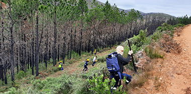 Forestry