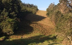 General forestry advice