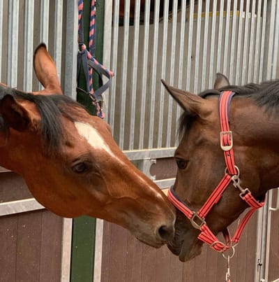 {{trans:7ce0e742bd4c42fc76537e0128740254_1}} image