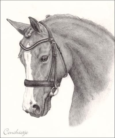 Paard of pony adopteren tijdens de zomervakantie van de manege