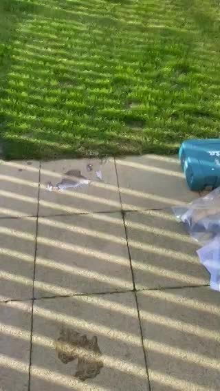 Installing Our Cat Proofing Kits | Cat Fencing | Cat-Proof Fence