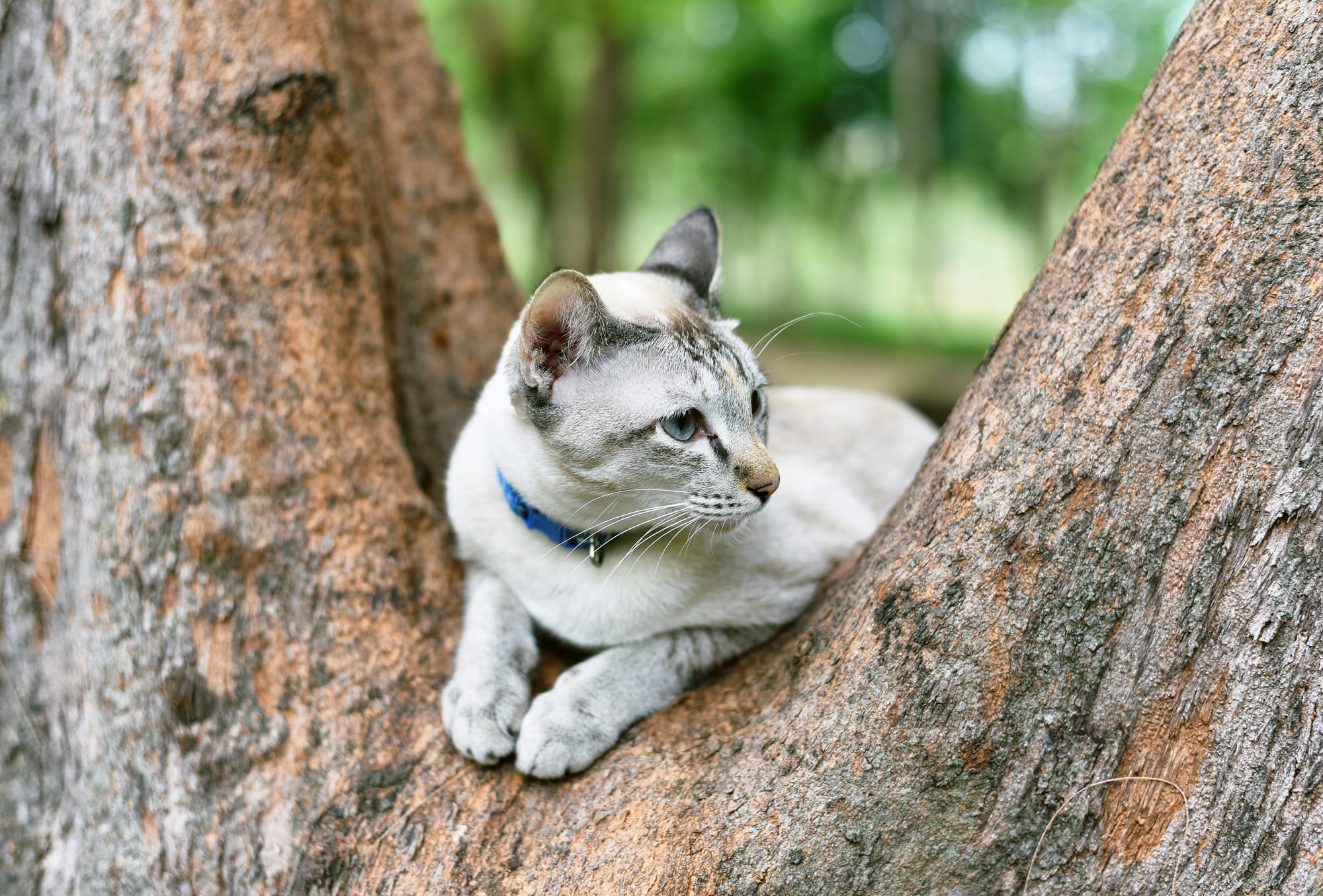 Top 5 Reasons Why Cats Love Climbing Trees