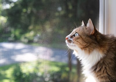 The Importance Of Cat Proofing Your Garden image