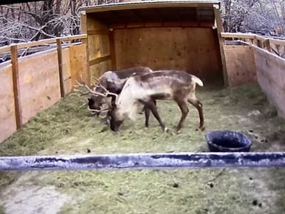 Live-View Reindeer House Access Via Ring Camera