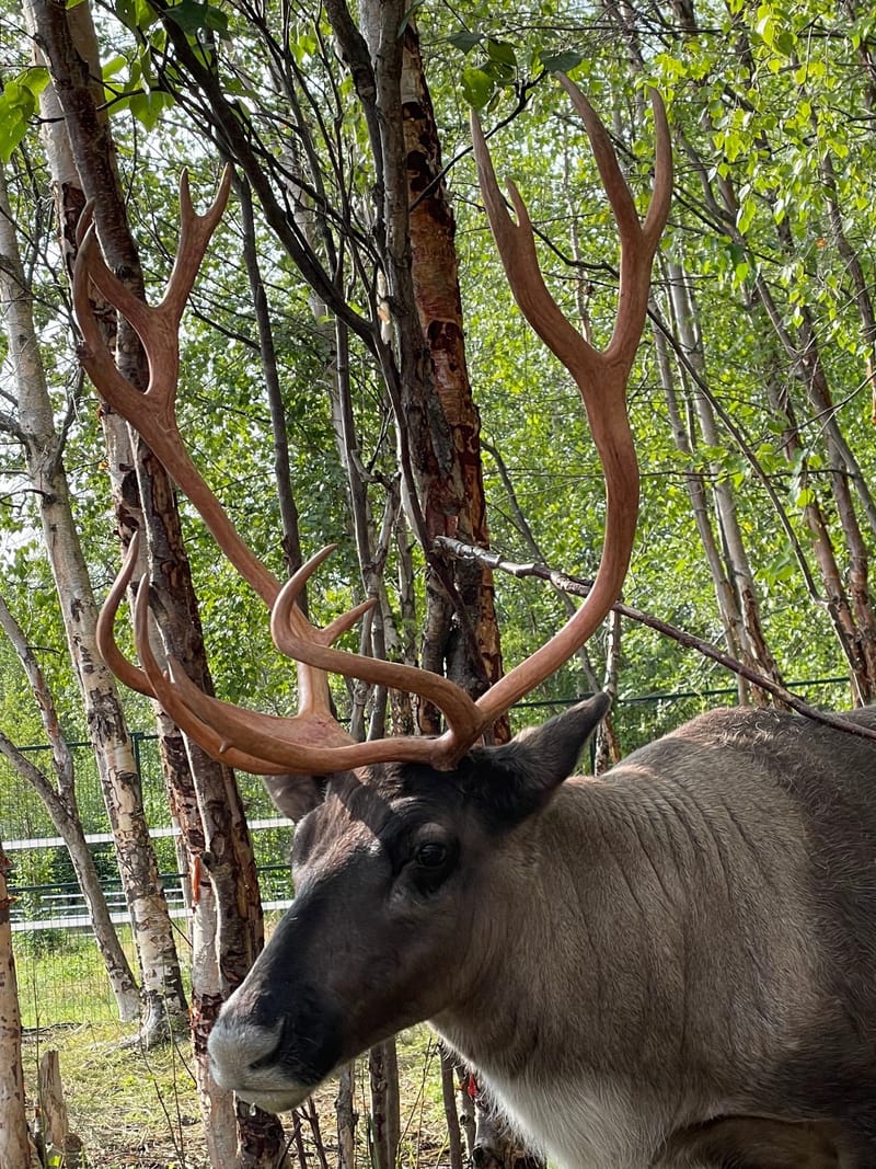 BEGINNING OF THE REINDEER RUT IN ALASKA