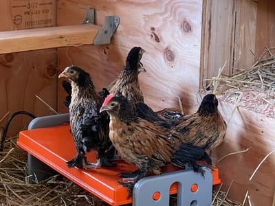 Chicken Hatchery image