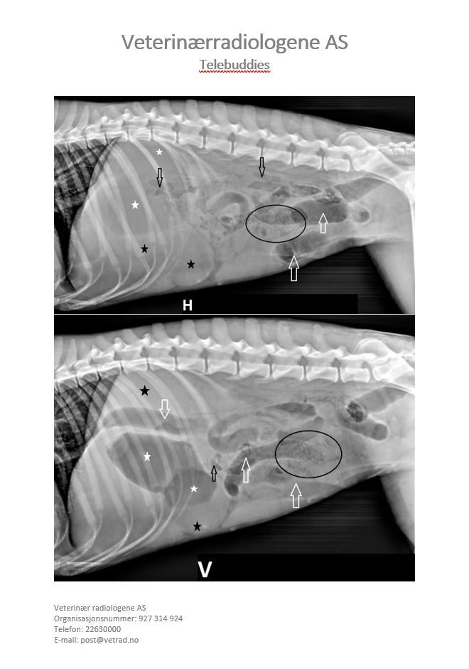 Kasus uke 44 2021 - SVFs høstkurs