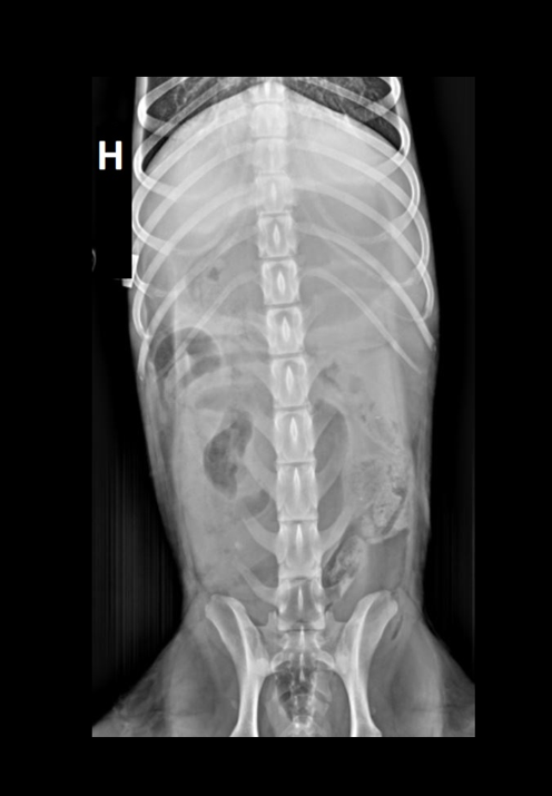 Kasus uke 44 2021 - SVFs høstkurs
