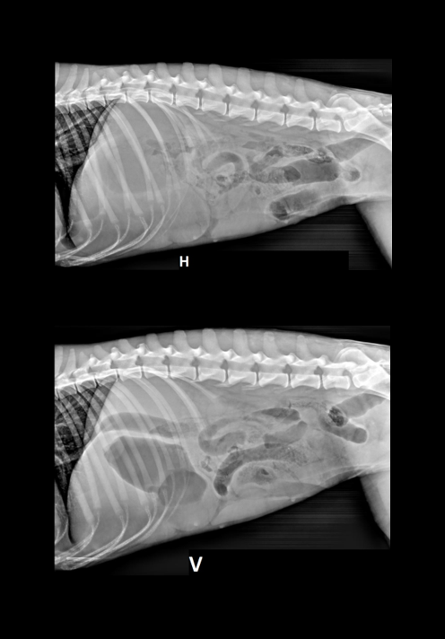 Kasus uke 44 2021 - SVFs høstkurs