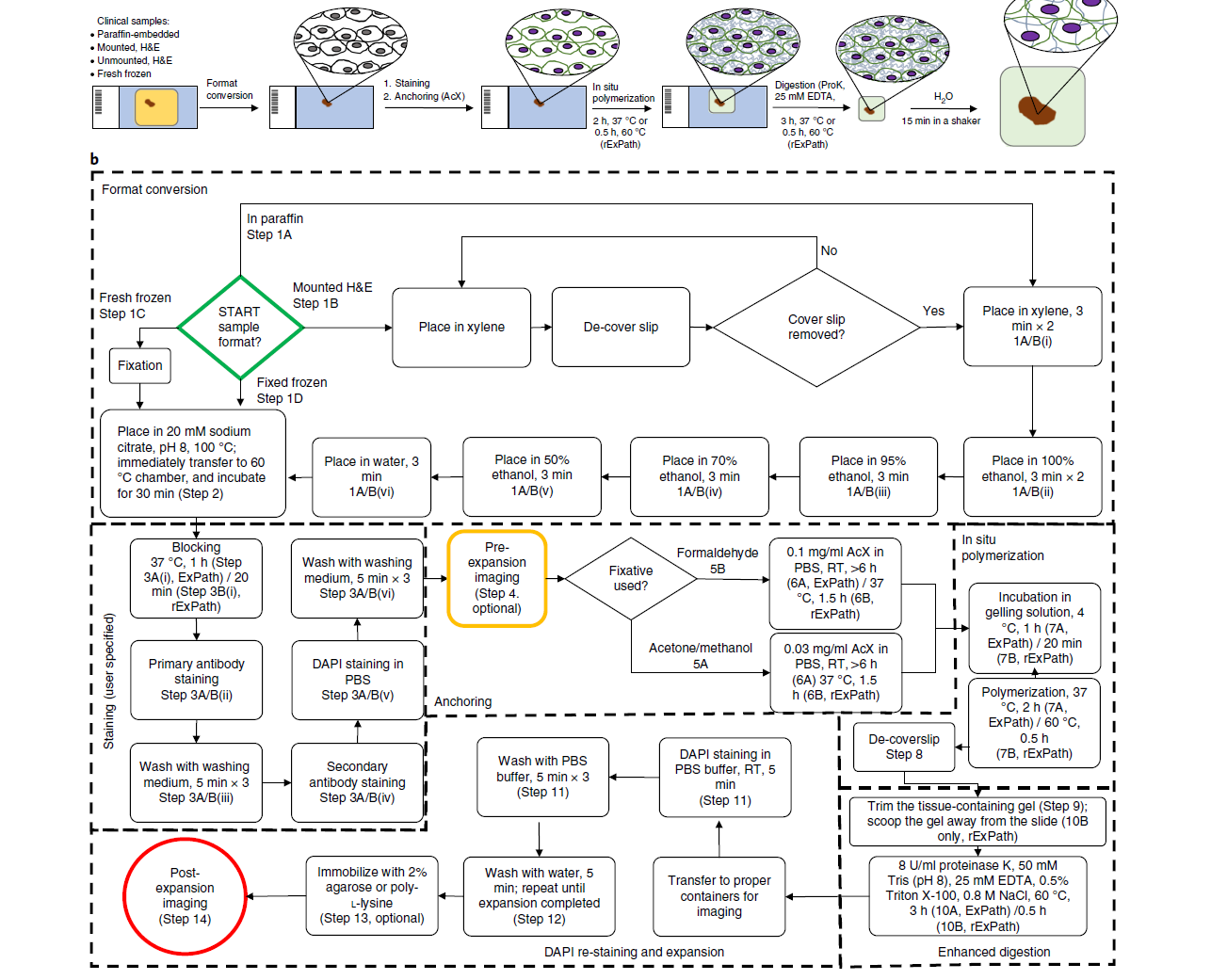 Nanoscale imaging of clinical specimens using conventional and rapid-expansion pathology